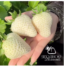 Клубника китайская meng zhifu менчжифу 65 саженцы