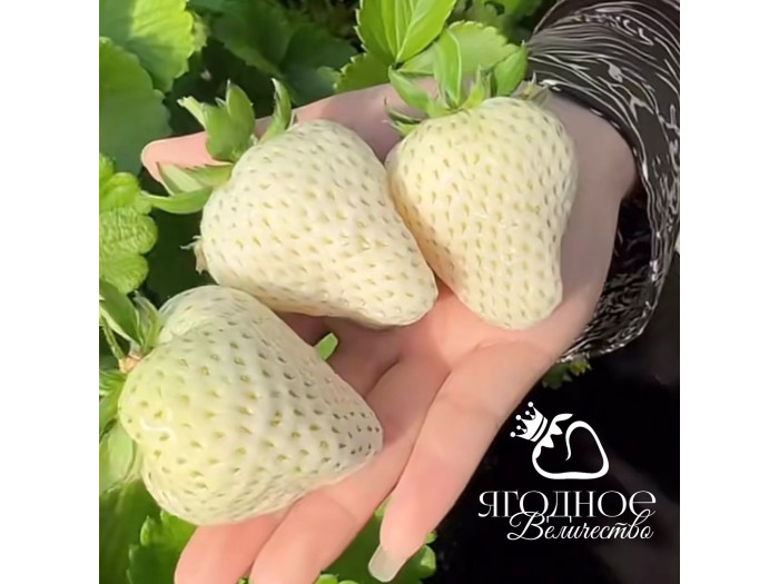Клубника китайская meng zhifu менчжифу 65 саженцы