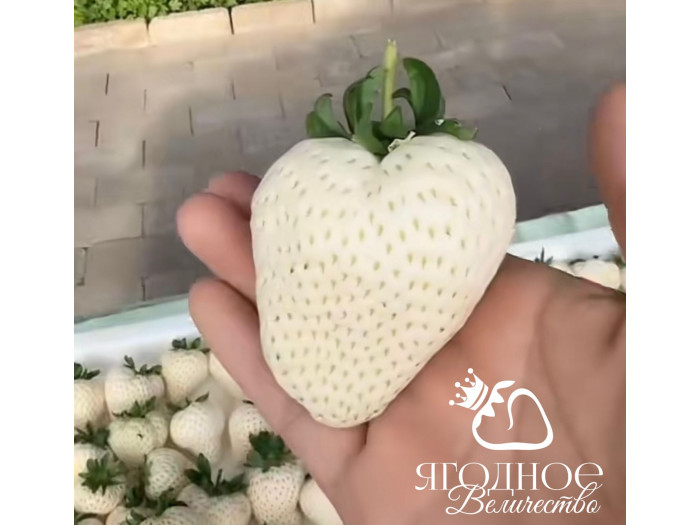 Клубника китайская meng zhifu менчжифу 65 саженцы