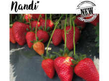 Клубника ранняя Нанди ран. саженцы