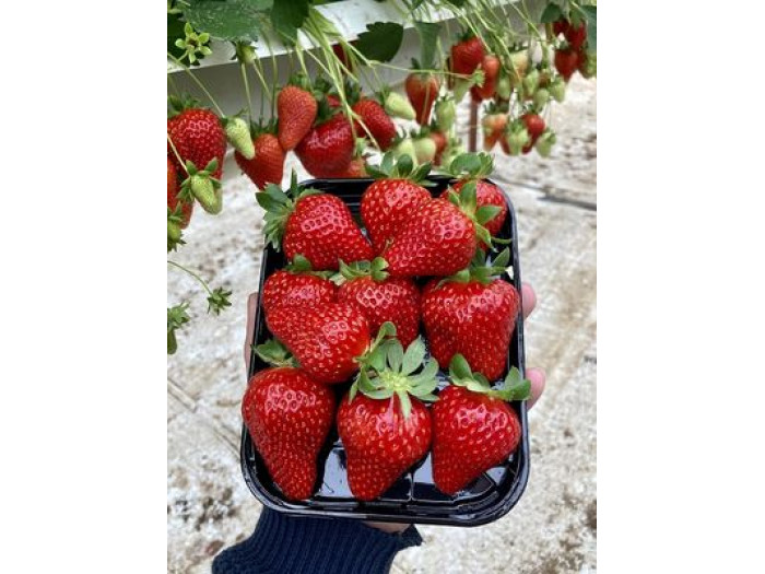 Клубника ранняя Red Makalu - Ред Макалусаженцы