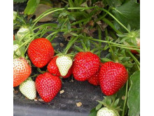 Клубника ранняя Ромина саженцы