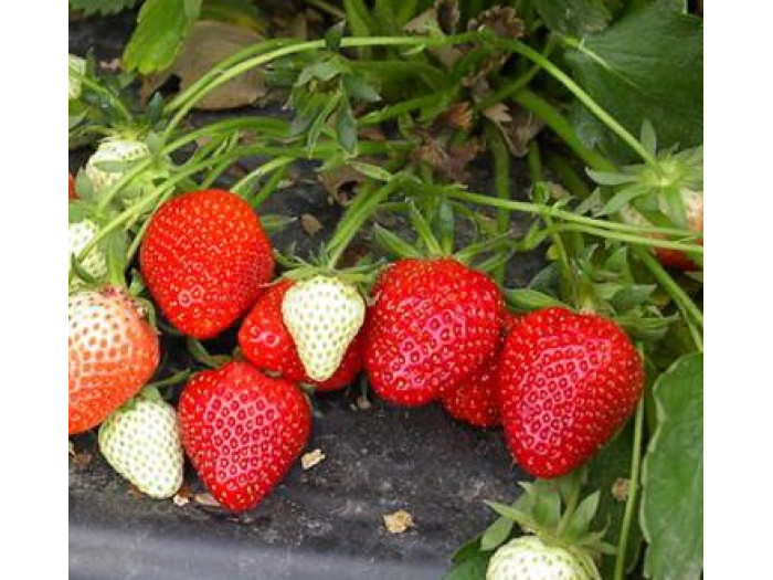 Клубника ранняя Ромина саженцы