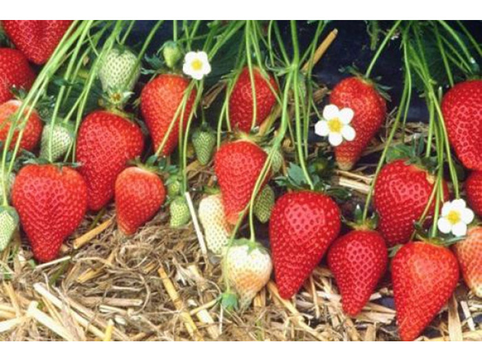 Клубника ранняя Росария саженцы