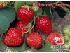 Клубника ранняя Rubis des jardins, Руби де Жардин, саженцы