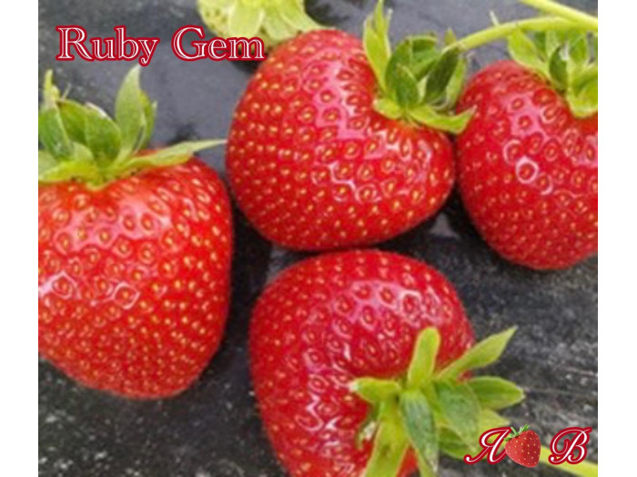 Клубника ранняя Ruby Gem - Руби Джем саженцы