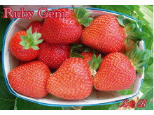 Клубника ранняя Ruby Gem - Руби Джем саженцы
