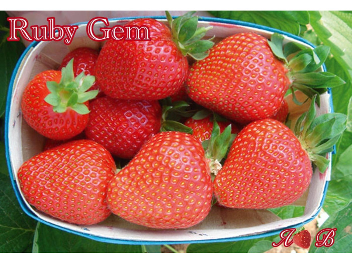 Клубника ранняя Ruby Gem - Руби Джем саженцы