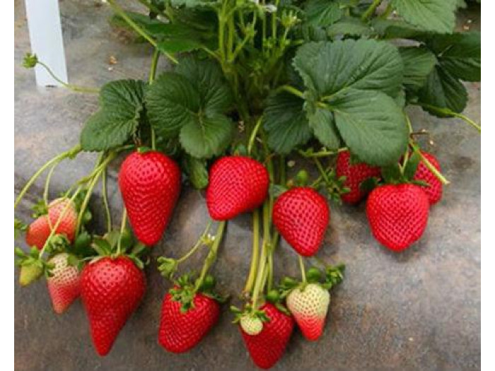 Клубника ранняя Сандра саженцы