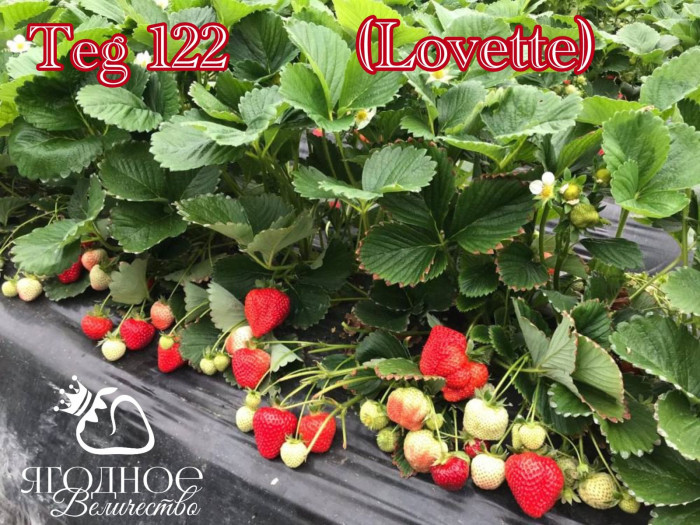 Клубника ранняя Teg 122 (lovette) саженцы
