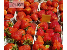 Клубника ранняя Твист саженцы