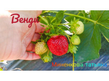Клубника ранняя Венди ран. саженцы