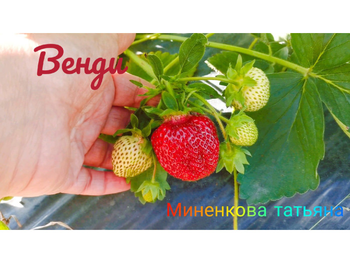 Клубника ранняя Венди ран. саженцы