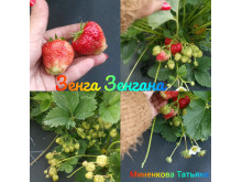 Клубника ранняя Зенга Зенгана саженцы