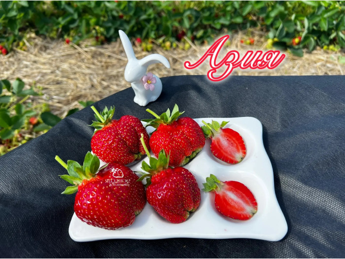 Клубника средняя Азия саженцы