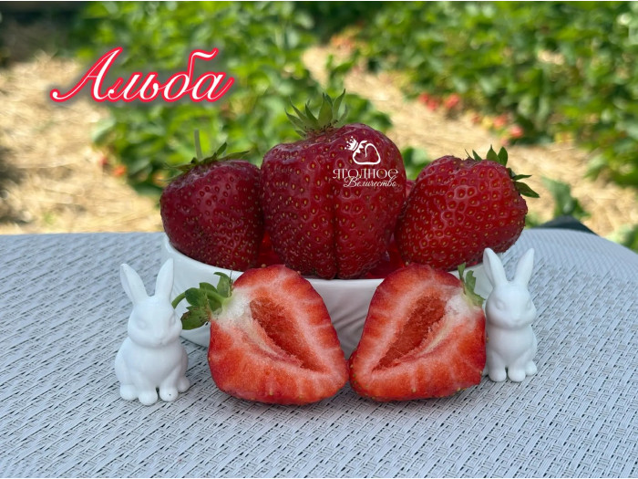 Клубника ранняя Альба саженцы