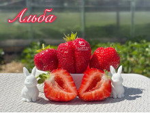 Клубника ранняя Альба саженцы