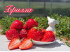 Клубника ранняя Брилла саженцы