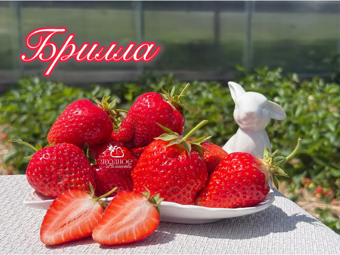 Клубника ранняя Брилла саженцы