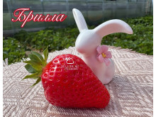 Клубника ранняя Брилла саженцы