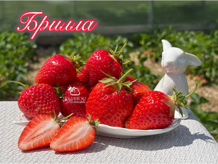 Клубника ранняя Брилла саженцы