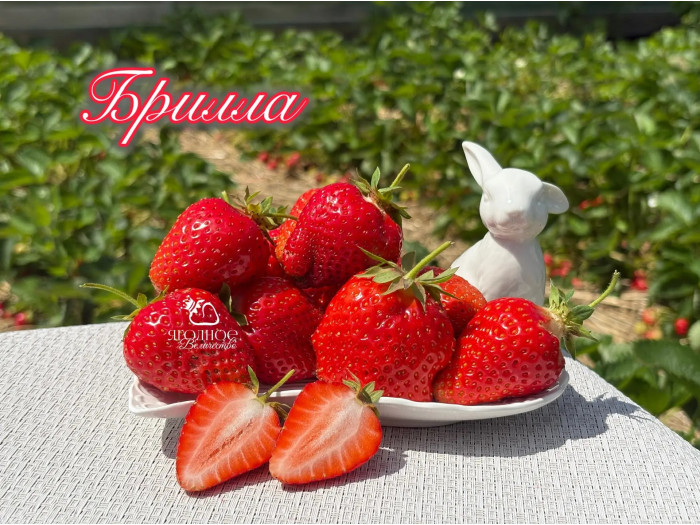Клубника ранняя Брилла саженцы
