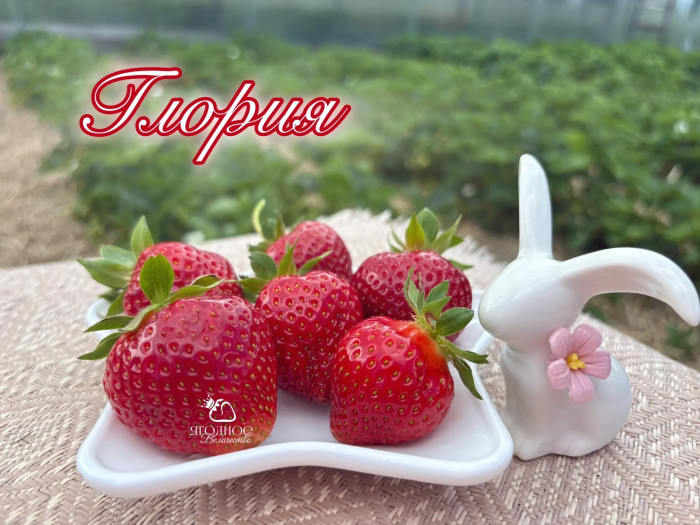 Клубника ранняя Глория саженцы