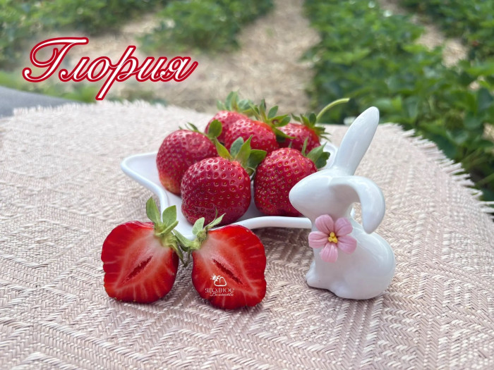 Клубника ранняя Глория саженцы