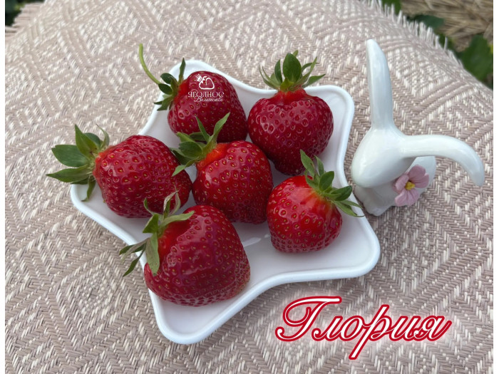 Клубника ранняя Глория саженцы