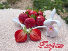Клубника ранняя Глория саженцы