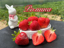 Клубника ранняя Ромина саженцы
