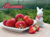 Клубника ранняя Ромина саженцы