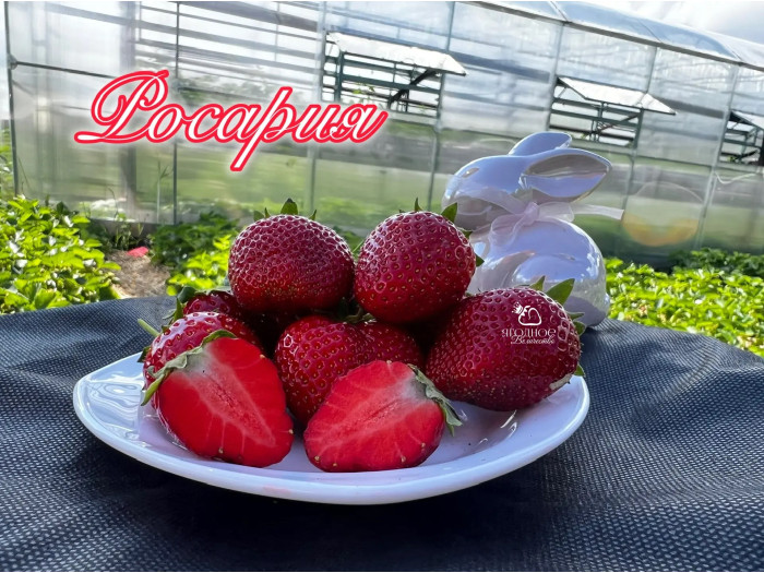 Клубника ранняя Росария саженцы