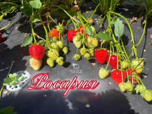 Клубника ранняя Росария саженцы