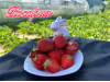Клубника ранняя Росария саженцы