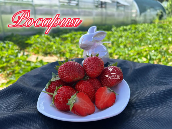 Клубника ранняя Росария саженцы