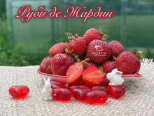 Клубника ранняя Rubis des jardins, Руби де Жардин, саженцы