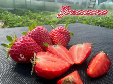 Клубника ранняя Фелисити саженцы