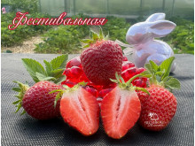 Клубника средняя Фестивальная саженцы