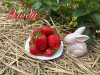 Клубника ранняя Элоди саженцы