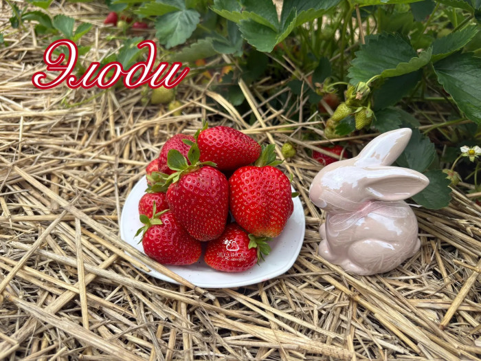 Клубника ранняя Элоди саженцы