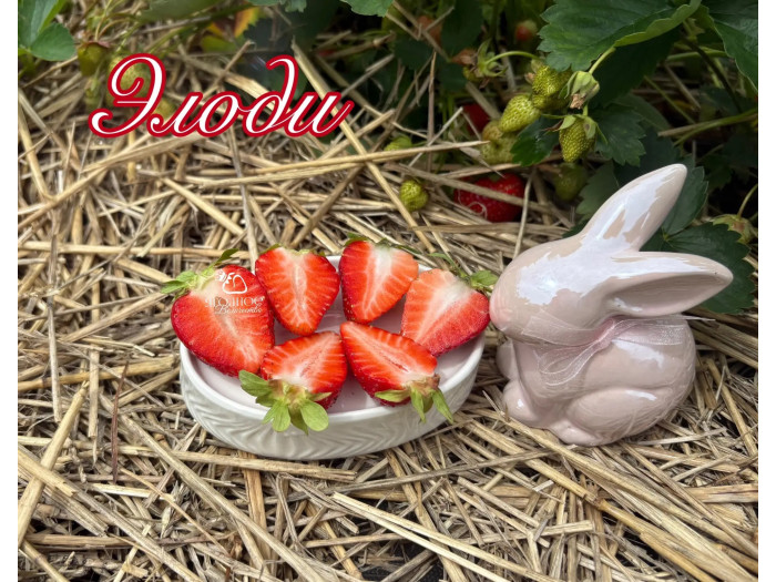Клубника ранняя Элоди саженцы