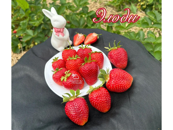 Клубника ранняя Элоди саженцы
