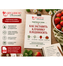 Схема «Как заставить клубнику плодоносить»