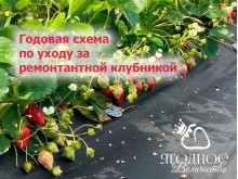 Схема ухода за ремонтантной клубникой