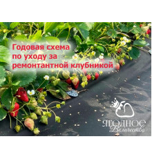 Схема ухода за ремонтантной клубникой