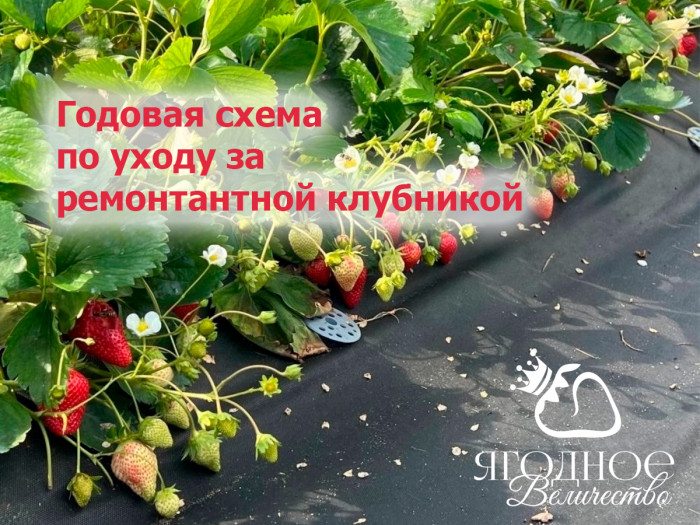 Схема ухода за ремонтантной клубникой