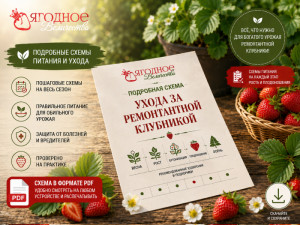 Схема ухода за ремонтантной клубникой