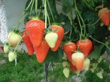 Клубника средняя Антея саженцы