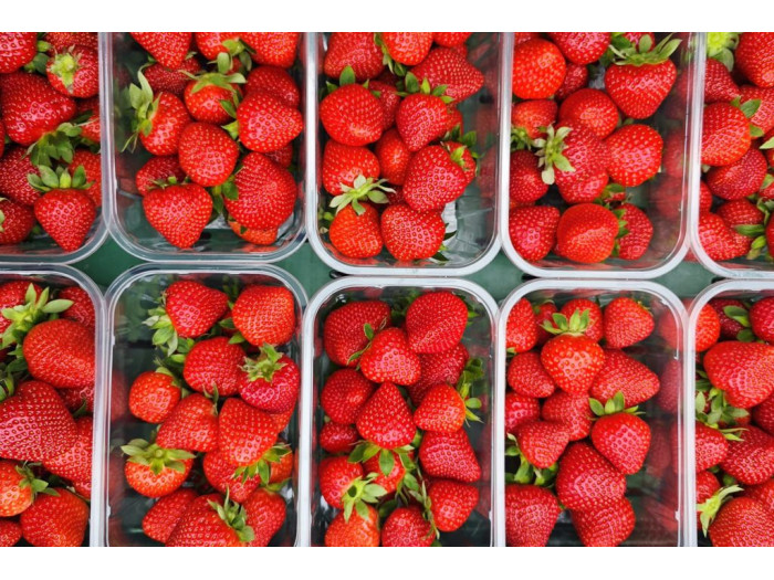 Клубника ранняя Fardao - Фардао  саженцы